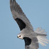 10SB1776 White-tailed Kite